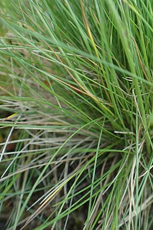Festuca filiformis \ Haar-Schwingel / Fine-Leaf Sheep Fescue, D Rödermark 13.5.2017