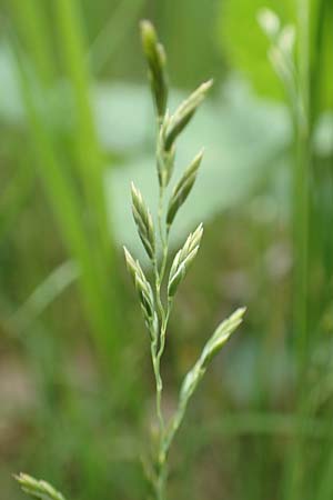Festuca filiformis \ Haar-Schwingel / Fine-Leaf Sheep Fescue, D Mannheim 18.5.2017