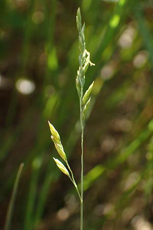Festuca filiformis \ Haar-Schwingel / Fine-Leaf Sheep Fescue, D Mannheim 2.6.2017