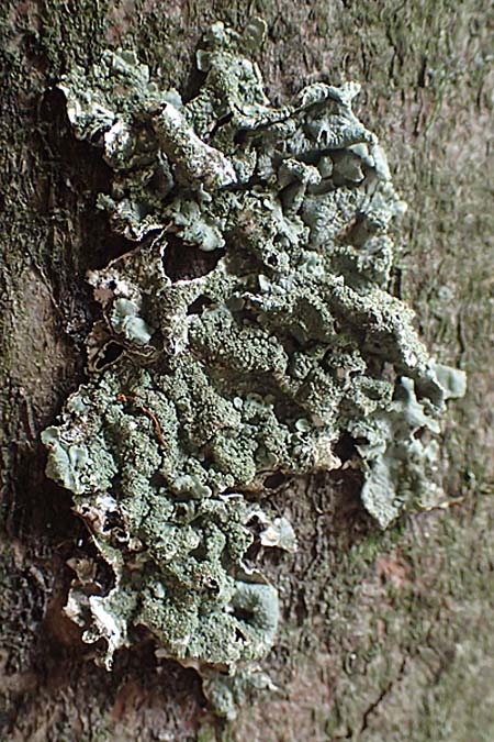 Melanohalea laciniatula ? \ Braunblattflechte / Melanohalea, D Bochum 9.8.2021