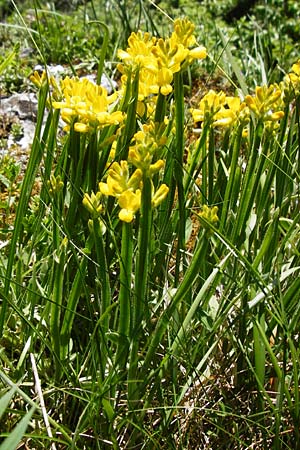 Genista sagittalis \ Flgel-Ginster / Pennate Greenweed, D Fridingen 3.6.2015