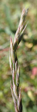 Festuca brevipila \ Raublttriger Schaf-Schwingel / Hard Fescue, D Karlsruhe 30.4.2018