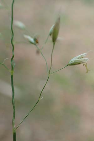 Deschampsia flexuosa \ Draht-Schmiele / Wavy Hair Grass, D Bad Dürkheim 1.6.2018