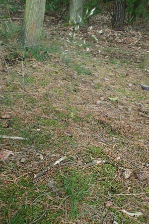 Deschampsia flexuosa \ Draht-Schmiele / Wavy Hair Grass, D Bad Dürkheim 1.6.2018
