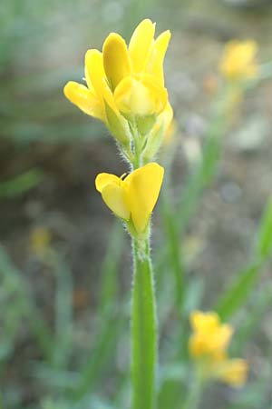 Genista sagittalis \ Flgel-Ginster / Pennate Greenweed, D Schriesheim 19.5.2020