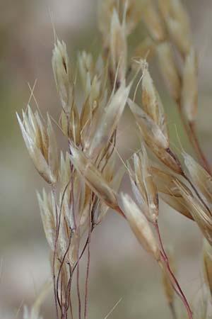 Deschampsia flexuosa \ Draht-Schmiele / Wavy Hair Grass, D Erlenbach am Main 24.6.2017