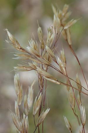 Deschampsia flexuosa \ Draht-Schmiele / Wavy Hair Grass, D Erlenbach am Main 24.6.2017