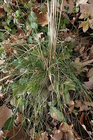 Festuca heterophylla \ Verschiedenblttriger Schwingel / Variousleaf Fescue, D Östringen 27.10.2017