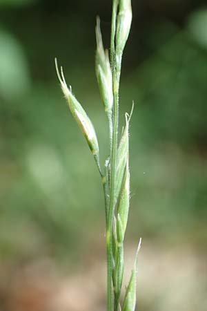 Festuca heteropachys \ Schlaffer Schwingel, Derber Schaf-Schwingel / Various-Thick Fescue, D Donnersberg 1.6.2018