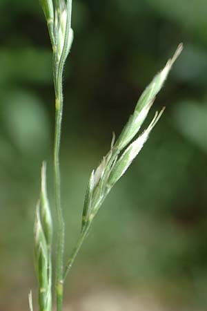 Festuca heteropachys \ Schlaffer Schwingel, Derber Schaf-Schwingel / Various-Thick Fescue, D Donnersberg 1.6.2018
