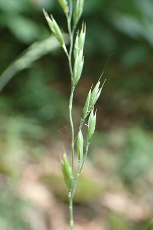 Festuca heteropachys \ Schlaffer Schwingel, Derber Schaf-Schwingel / Various-Thick Fescue, D Donnersberg 1.6.2018