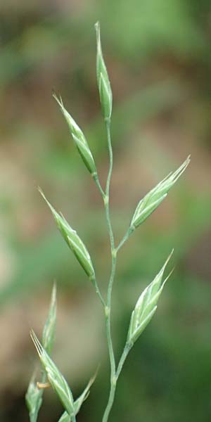Festuca heteropachys \ Schlaffer Schwingel, Derber Schaf-Schwingel / Various-Thick Fescue, D Donnersberg 1.6.2018
