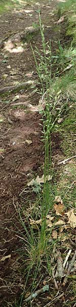 Festuca heteropachys \ Schlaffer Schwingel, Derber Schaf-Schwingel / Various-Thick Fescue, D Donnersberg 1.6.2018