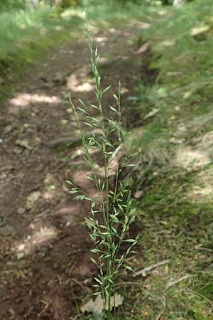 Festuca heteropachys \ Schlaffer Schwingel, Derber Schaf-Schwingel / Various-Thick Fescue, D Donnersberg 1.6.2018
