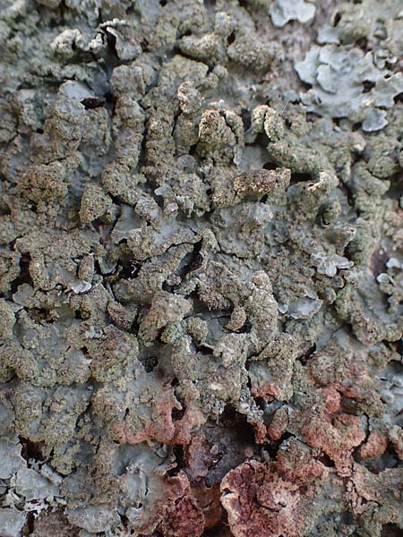 Melanohalea laciniatula ? \ Braunblattflechte / Melanohalea, D Bochum 9.8.2021