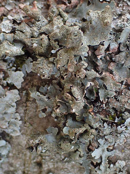 Melanohalea laciniatula ? \ Braunblattflechte / Melanohalea, D Bochum 9.8.2021