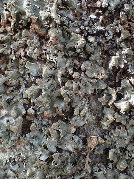 Melanohalea laciniatula ? \ Braunblattflechte / Melanohalea, D Bochum 9.8.2021