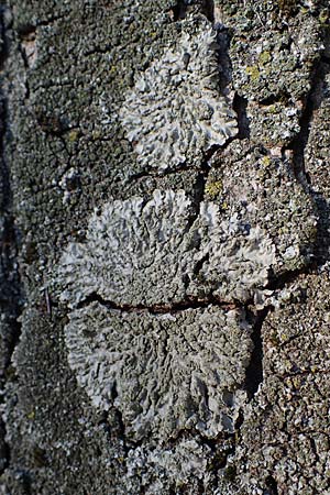 Physconia grisea ? \ Graue Schwielenflechte / Grey Frost Lichen, D Düsseldorf 11.3.2022