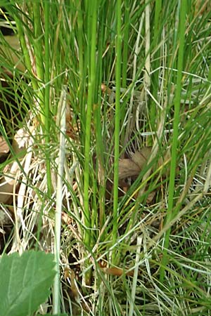 Festuca heterophylla \ Verschiedenblttriger Schwingel / Variousleaf Fescue, D Billigheim-Waldmühlbach 11.5.2024