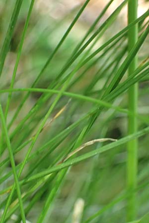 Festuca heterophylla \ Verschiedenblttriger Schwingel / Variousleaf Fescue, D Billigheim-Waldmühlbach 11.5.2024