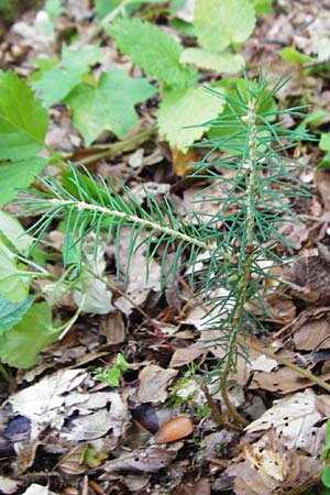 Picea abies \ Fichte, Rottanne / Norway Spruce, D Meßstetten-Unterdigisheim (Schwäb. Alb) 11.7.2015