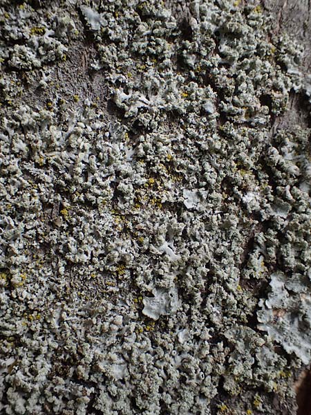 Parmotrema perlatum ? \ Breitlappige Schlsselflechte / Black Stone Flower, D Bochum 9.8.2021