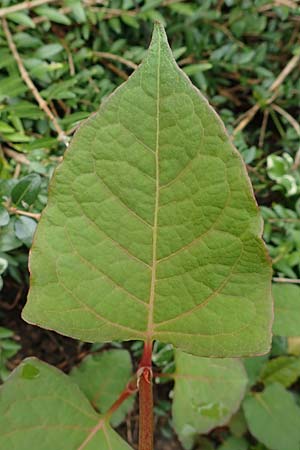 Fallopia japonica \ Japanischer Stauden-Knterich / Japanese Knodweed, D Mannheim 20.9.2015