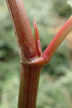 Fallopia japonica \ Japanischer Stauden-Knterich / Japanese Knodweed, D Mannheim 20.9.2015