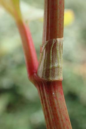 Fallopia japonica \ Japanischer Stauden-Knterich / Japanese Knodweed, D Mannheim 20.9.2015