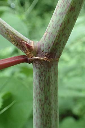 Fallopia japonica \ Japanischer Stauden-Knterich / Japanese Knodweed, D Bochum 22.5.2018