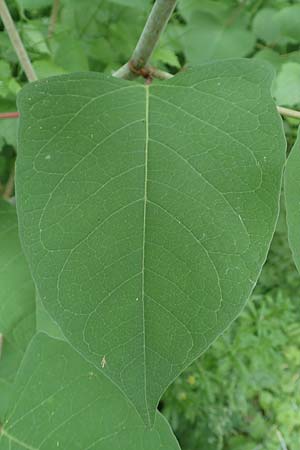 Fallopia japonica \ Japanischer Stauden-Knterich / Japanese Knodweed, D Bochum 22.5.2018