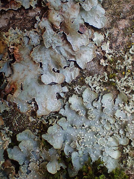 Melanohalea laciniatula ? \ Braunblattflechte / Melanohalea, D Bochum 9.8.2021