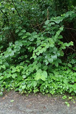 Fallopia japonica \ Japanischer Stauden-Knterich / Japanese Knodweed, D Rheda-Wiedenbrück 2.8.2023
