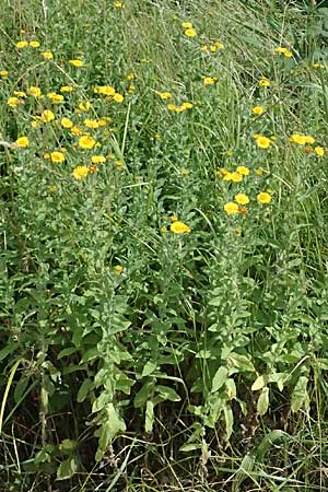 Pulicaria dysenterica \ Groes Flohkraut / Common Fleabane, D Pfalz,  Dannstadt 20.7.2023
