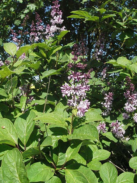 Syringa x prestoniae \ Kanadischer Flieder, Juni-Flieder / Preston Lilac, D Karlstadt 1.5.2007