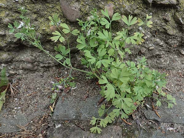 Fumaria muralis \ Mauer-Erdrauch / Wall Fumitory, D Aachen 19.6.2022