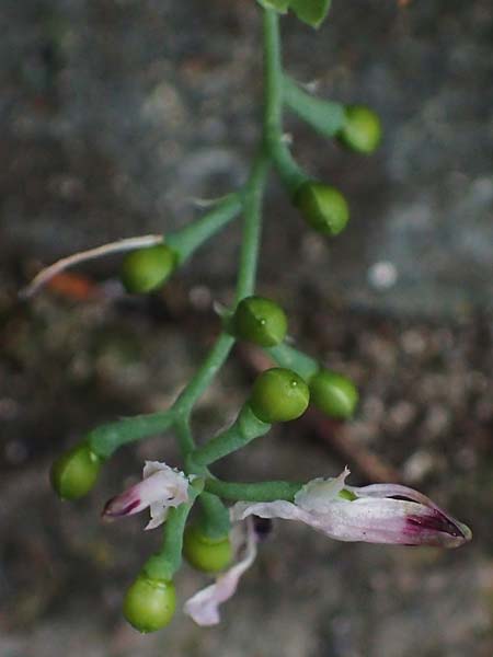 Fumaria muralis \ Mauer-Erdrauch / Wall Fumitory, D Aachen 19.6.2022