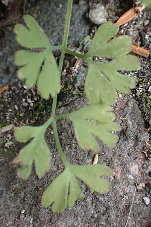 Fumaria muralis \ Mauer-Erdrauch / Wall Fumitory, D Aachen 19.6.2022