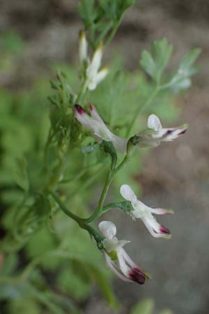 Fumaria muralis \ Mauer-Erdrauch / Wall Fumitory, D Aachen 19.6.2022