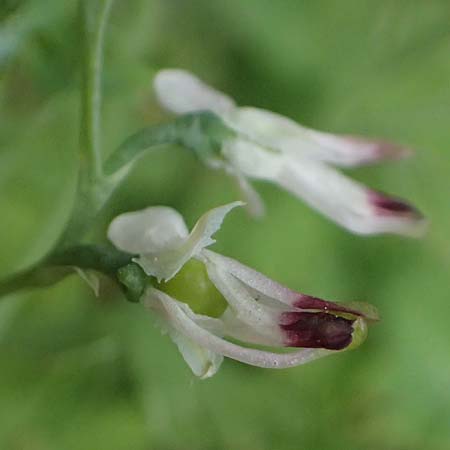 Fumaria muralis \ Mauer-Erdrauch / Wall Fumitory, D Aachen 19.6.2022