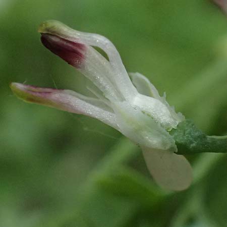 Fumaria muralis \ Mauer-Erdrauch / Wall Fumitory, D Aachen 19.6.2022