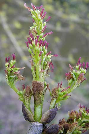 Fraxinus pennsylvanica \ Grn-Esche, Rot-Esche / Green Ash, D Zwingenberg am Neckar 21.4.2015