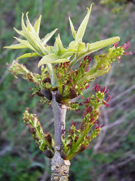 Fraxinus pennsylvanica \ Grn-Esche, Rot-Esche / Green Ash, D Zwingenberg am Neckar 21.4.2015