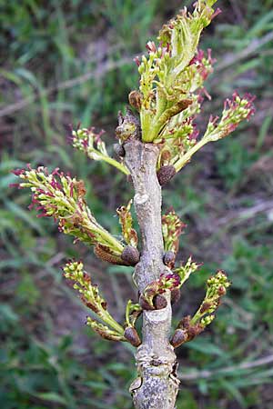Fraxinus pennsylvanica \ Grn-Esche, Rot-Esche / Green Ash, D Zwingenberg am Neckar 21.4.2015