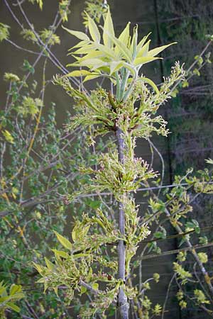 Fraxinus pennsylvanica \ Grn-Esche, Rot-Esche / Green Ash, D Zwingenberg am Neckar 21.4.2015