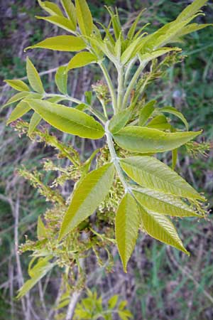 Fraxinus pennsylvanica \ Grn-Esche, Rot-Esche / Green Ash, D Zwingenberg am Neckar 21.4.2015