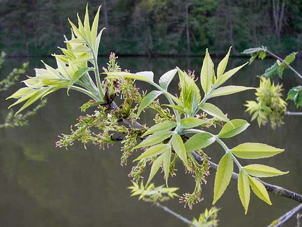 Fraxinus pennsylvanica \ Grn-Esche, Rot-Esche / Green Ash, D Zwingenberg am Neckar 21.4.2015