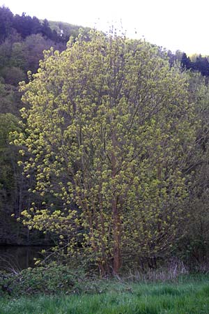 Fraxinus pennsylvanica \ Grn-Esche, Rot-Esche / Green Ash, D Zwingenberg am Neckar 21.4.2015