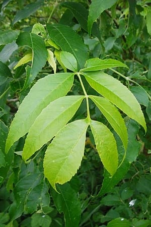Fraxinus pennsylvanica \ Grn-Esche, Rot-Esche / Green Ash, D Zwingenberg am Neckar 31.5.2015
