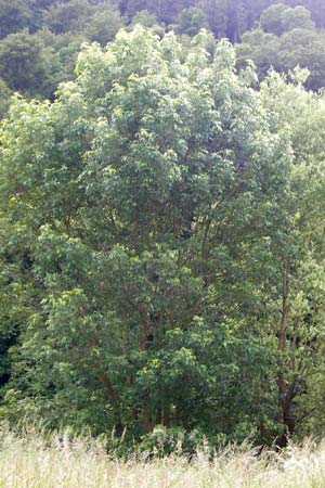 Fraxinus pennsylvanica \ Grn-Esche, Rot-Esche / Green Ash, D Zwingenberg am Neckar 31.5.2015
